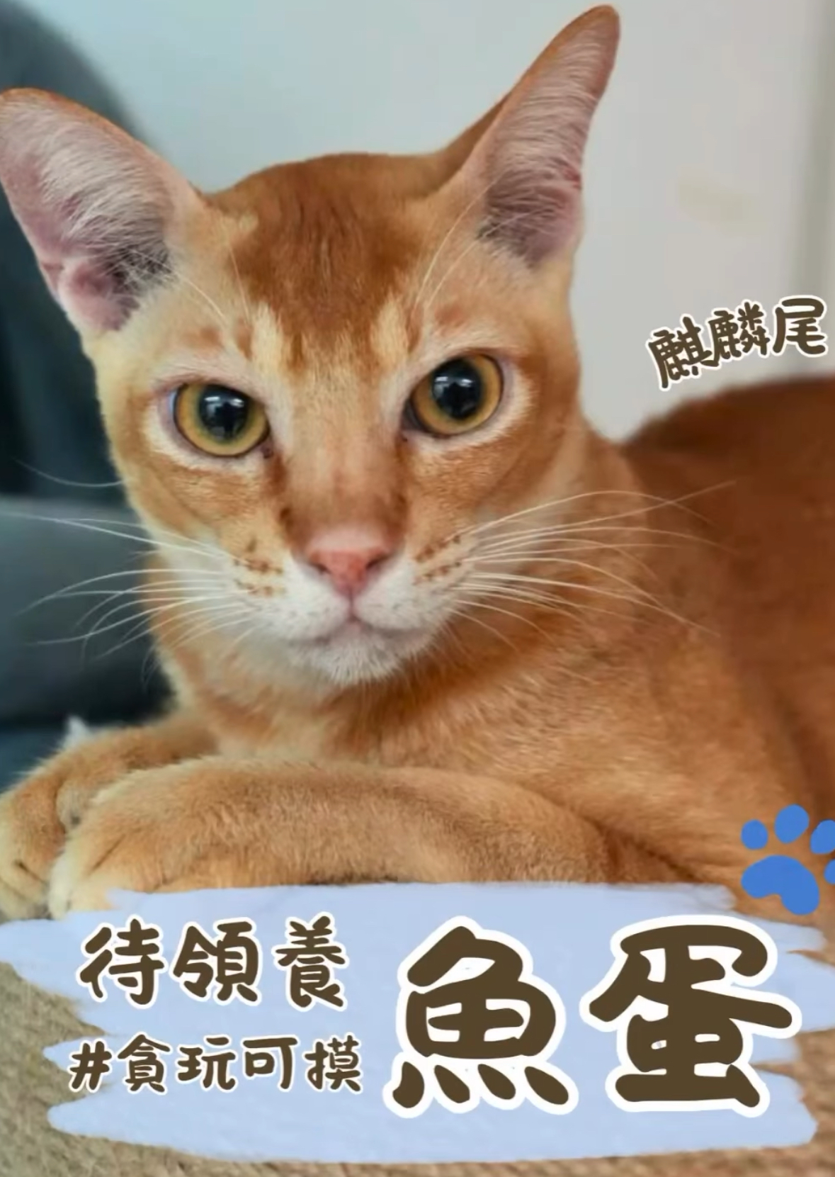 魚蛋